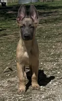 Jax, a male Belgian Malinois and German Shepherd Dog for sale in Streetman, TX – Photo 1 of 10