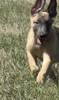 Jax, a male Belgian Malinois and German Shepherd Dog for sale in Streetman, TX – Photo 3 of 10