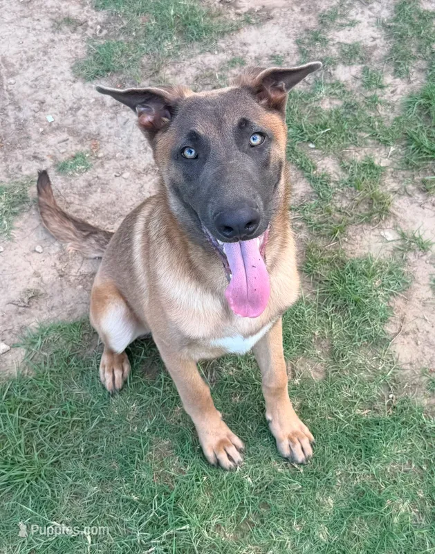 Max – Belgian Malinois, German Shepherd Dog puppy for sale in Streetman, TX