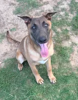 Max, a male Belgian Malinois and German Shepherd Dog for sale in Streetman, TX – 1 of 9
