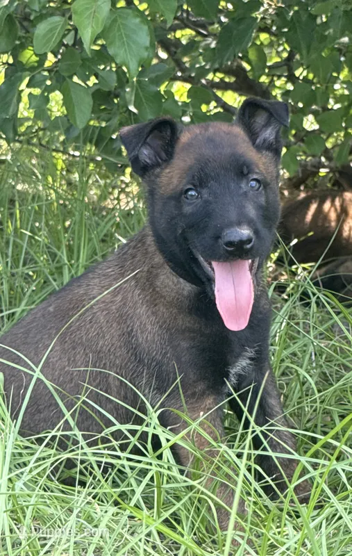 Stryder – Belgian Malinois puppy for sale in Streetman, TX