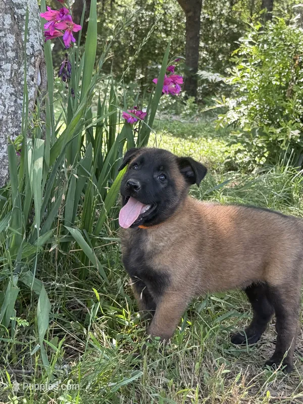 Gator – Belgian Malinois puppy for sale in Streetman, TX