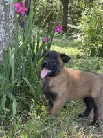 Gator, a male Belgian Malinois for sale in Streetman, TX – 1 of 6