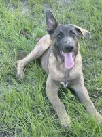 Radar, a male Belgian Malinois and German Shepherd Dog for sale in Streetman, TX – 3 of 9