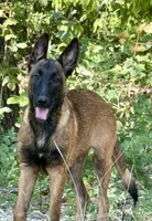 Cookie, a female Belgian Malinois and German Shepherd Dog for sale in Streetman, TX – 1 of 8