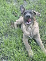 Radar, a male Belgian Malinois and German Shepherd Dog for sale in Streetman, TX – 2 of 9