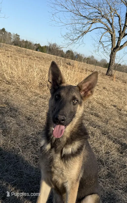 Ash Blue GSD/AKC Registered