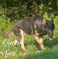 Ash Blue GSD/AKC Registered, a male German Shepherd Dog for sale in Streetman, TX – Photo 5 of 7