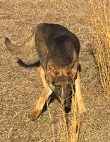 Ash Blue GSD/AKC Registered, a male German Shepherd Dog for sale in Streetman, TX – Photo 2 of 7