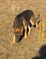 Ash Blue GSD/AKC Registered, a male German Shepherd Dog for sale in Streetman, TX – Photo 3 of 7
