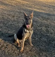 Ash Blue GSD/AKC Registered, a male German Shepherd Dog for sale in Streetman, TX – Photo 4 of 7