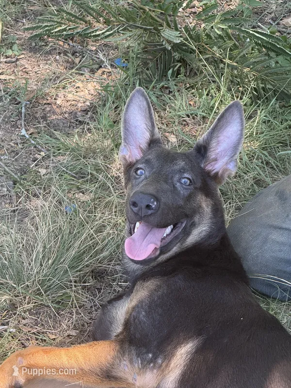 Delta  – German Shepherd Dog puppy for sale in Streetman, TX