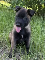 Hawk, a male Belgian Malinois for sale in Streetman, TX – 2 of 6