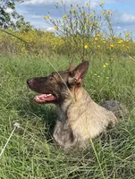 Sasha , a female German Shepherd Dog for sale in Streetman, TX – Photo 2 of 3