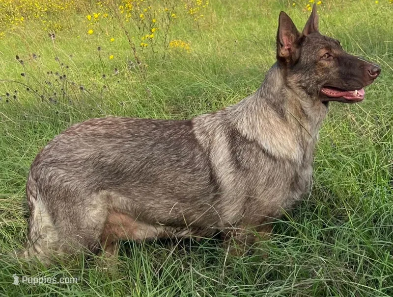 Sasha  – German Shepherd Dog puppy for sale in Streetman, TX