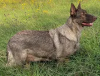 Sasha , a female German Shepherd Dog for sale in Streetman, TX – Photo 1 of 3