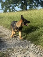 Millie, a female German Shepherd Dog for sale in Streetman, TX – 4 of 8