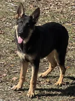 Vera AKC Registered, a female German Shepherd Dog for sale in Streetman, TX – Photo 1 of 9