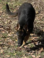 Vera AKC Registered, a female German Shepherd Dog for sale in Streetman, TX – Photo 3 of 9