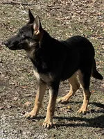 Vera AKC Registered, a female German Shepherd Dog for sale in Streetman, TX – Photo 2 of 9