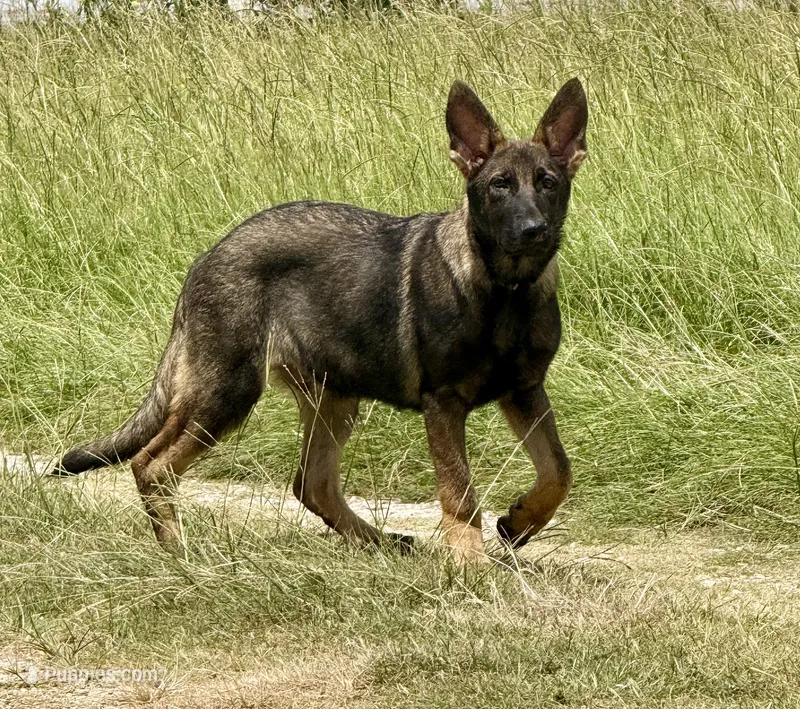 Bax – German Shepherd Dog puppy for sale in Streetman, TX