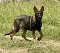 Bax, a male German Shepherd Dog for sale in Streetman, TX – 1 of 8