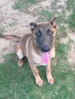 Max, a male Belgian Malinois and German Shepherd Dog for sale in Streetman, TX – 2 of 9