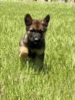 Dax, a male German Shepherd Dog for sale in Streetman, TX – Photo 4 of 8