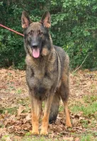 Dax, a male German Shepherd Dog for sale in Streetman, TX – Photo 8 of 8