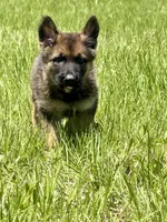 Dax, a male German Shepherd Dog for sale in Streetman, TX – Photo 2 of 8