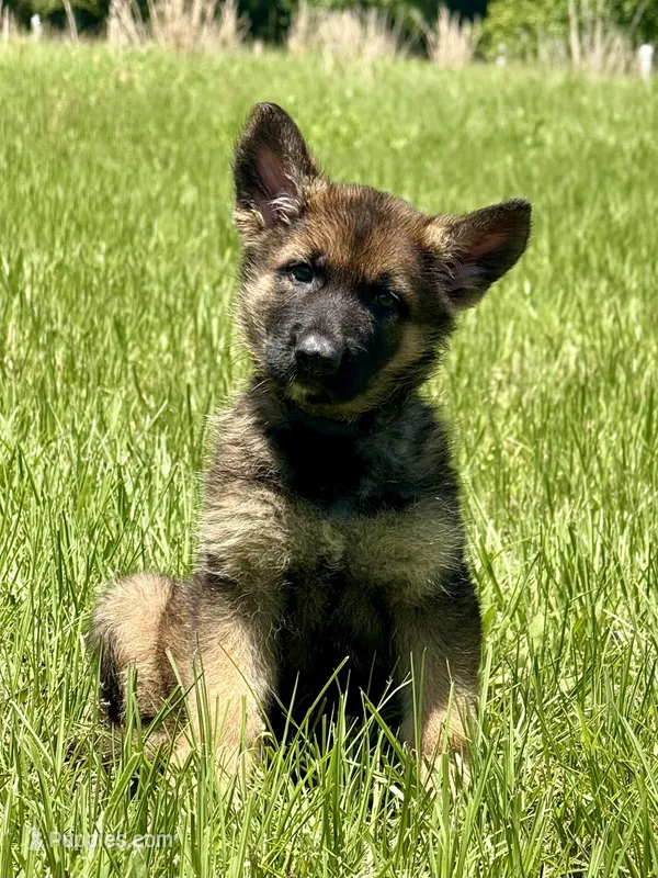 Dax – German Shepherd Dog puppy for sale in Streetman, TX