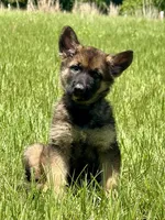 Dax, a male German Shepherd Dog for sale in Streetman, TX – Photo 1 of 8
