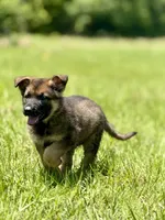 Dax, a male German Shepherd Dog for sale in Streetman, TX – Photo 3 of 8