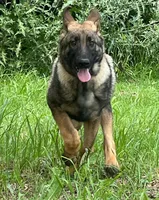 Jet, a male German Shepherd Dog for sale in Streetman, TX – Photo 2 of 10