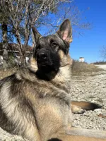 Jet, a male German Shepherd Dog for sale in Streetman, TX – Photo 10 of 10