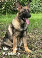 Jet, a male German Shepherd Dog for sale in Streetman, TX – Photo 1 of 10