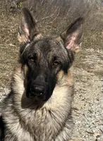 Jet, a male German Shepherd Dog for sale in Streetman, TX – Photo 9 of 10