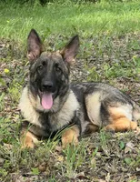 Jet, a male German Shepherd Dog for sale in Streetman, TX – Photo 3 of 10