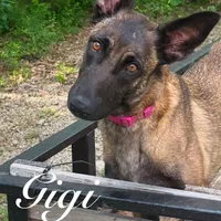 Hans, a male Belgian Malinois and German Shepherd Dog for sale in Streetman, TX – Photo 9 of 10
