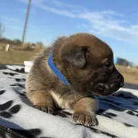 Hans, a male Belgian Malinois and German Shepherd Dog for sale in Streetman, TX – Photo 2 of 10
