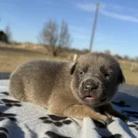 Hans, a male Belgian Malinois and German Shepherd Dog for sale in Streetman, TX – Photo 3 of 10