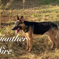 Hans, a male Belgian Malinois and German Shepherd Dog for sale in Streetman, TX – Photo 6 of 10