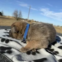 Hans, a male Belgian Malinois and German Shepherd Dog for sale in Streetman, TX – Photo 4 of 10