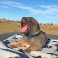 Hans, a male Belgian Malinois and German Shepherd Dog for sale in Streetman, TX – Photo 1 of 10