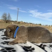 Hans, a male Belgian Malinois and German Shepherd Dog for sale in Streetman, TX – Photo 5 of 10