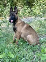 Cookie, a female Belgian Malinois and German Shepherd Dog for sale in Streetman, TX – 3 of 8