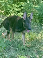 Delta , a female German Shepherd Dog for sale in Streetman, TX – 3 of 7