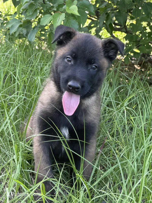 Hawk – Belgian Malinois puppy for sale in Streetman, TX