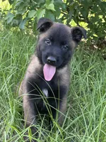 Hawk, a male Belgian Malinois for sale in Streetman, TX – 1 of 6