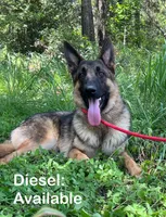 Diesel AKC Registered, a male German Shepherd Dog for sale in Streetman, TX – Photo 1 of 9